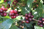 Coffee cherries ripening